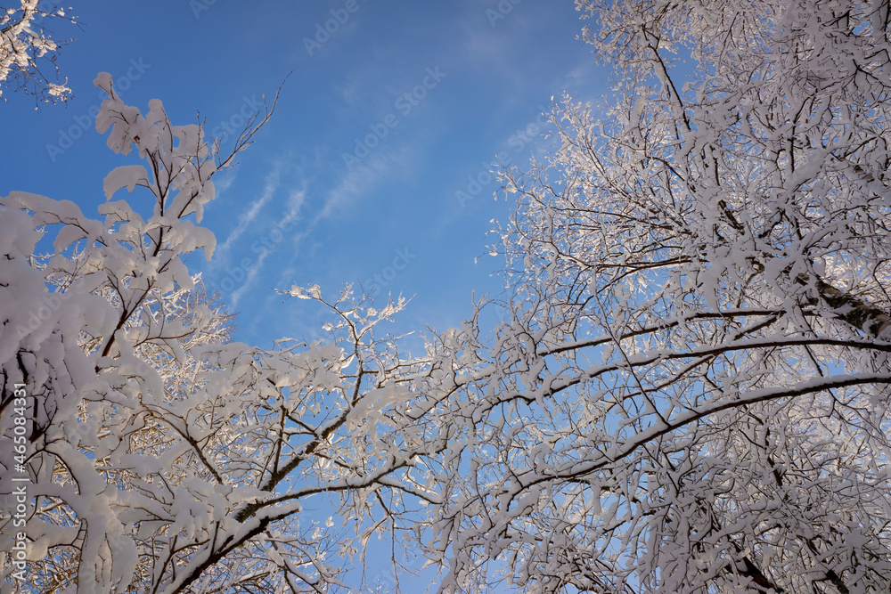 snow-covered tree branches against the blue sky. the first snow. snow-covered tree branches against the blue sky. the first snow.