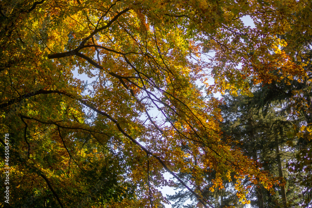 trees in autumn trees in autumn