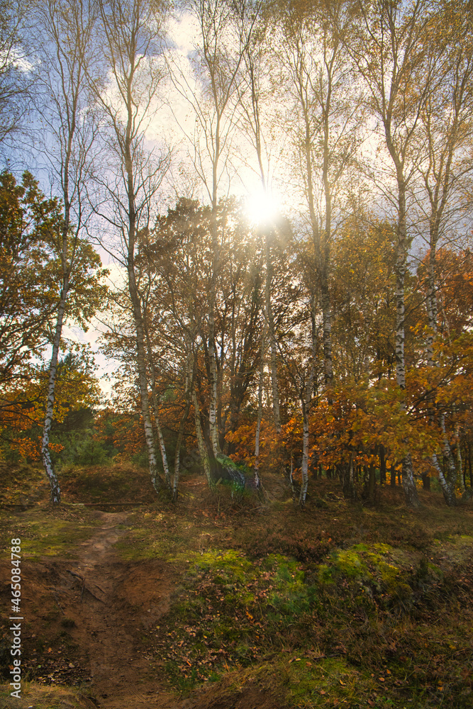 Fototapeta premium forest path in the neuruppina heath. in autumnal light atmosphere