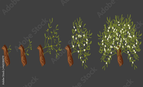 Five stages of mistletoe growth on a gray background