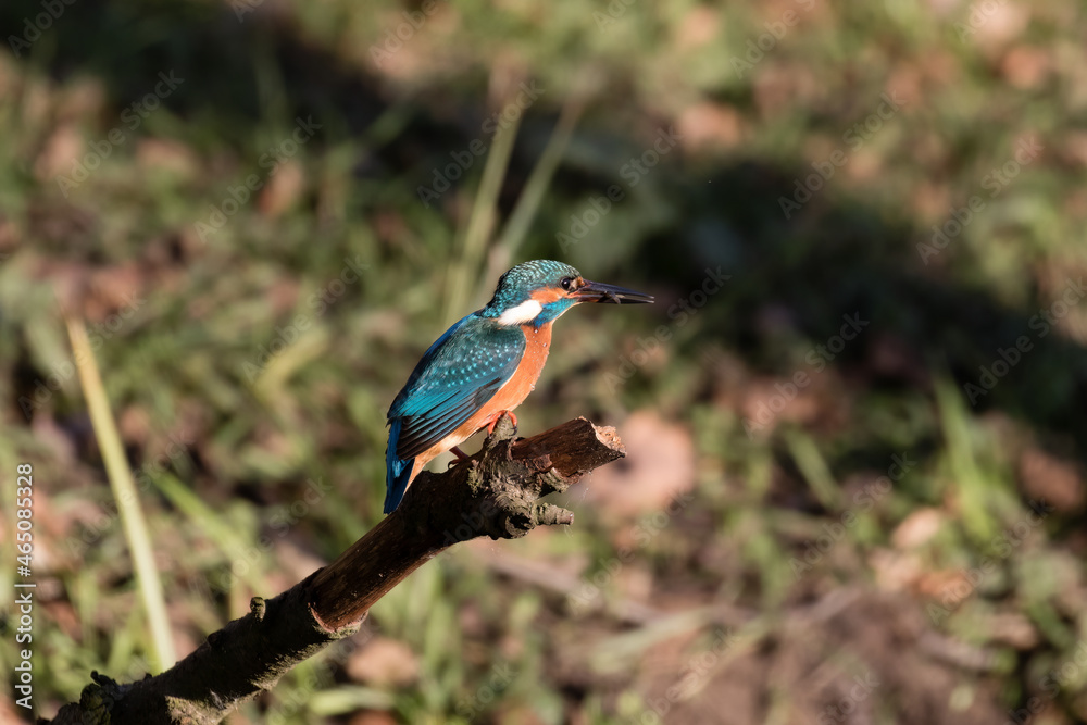 Common Kingfisher Alcedo atthis hunting by the river, beautiful colorful bird sitting on the branch and hunting fish, catching fish Common Kingfisher Alcedo atthis hunting by the river, beautiful colorful bird sitting on the branch and hunting fish, catching fish
