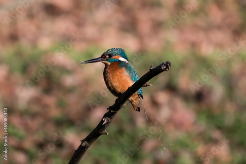 Common Kingfisher Alcedo atthis hunting by the river, beautiful colorful bird sitting on the branch and hunting fish, catching fish © PeterG