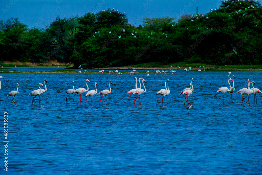 Naklejka premium Flock of Flamingos at Thol lake