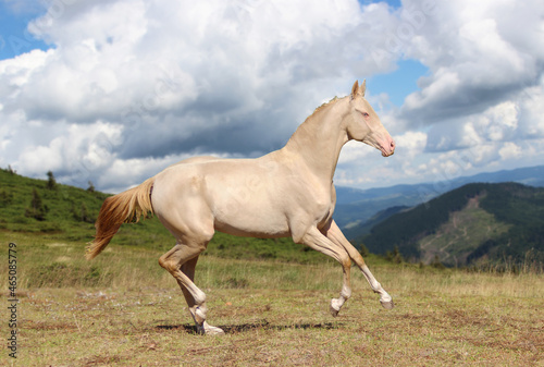 horse in field  portrait of a cream running horse