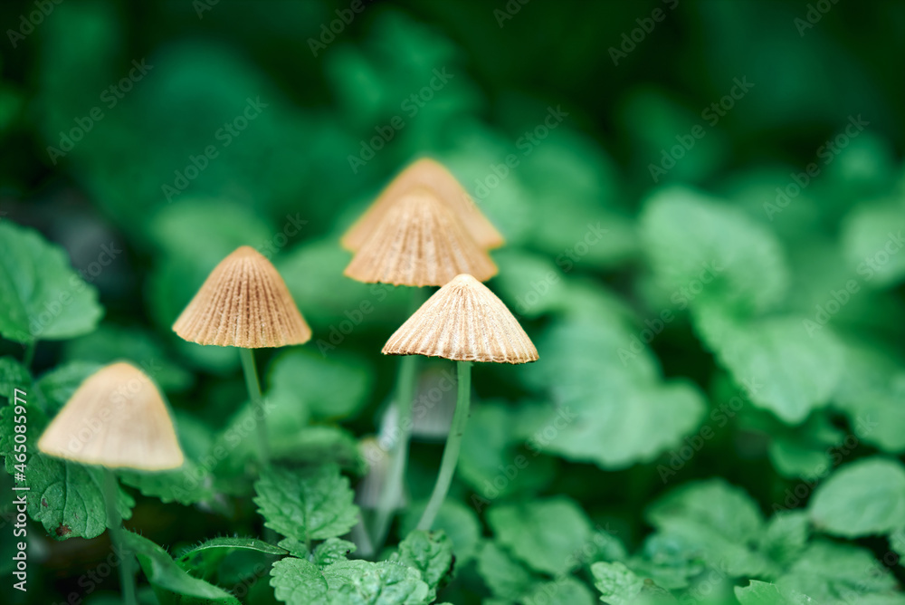 A group of inedible mushrooms among the green leaves and tree stump. Magic mushrooms - psilocybe, natural color. A group of inedible mushrooms among the green leaves and tree stump. Magic mushrooms - psilocybe, natural color.