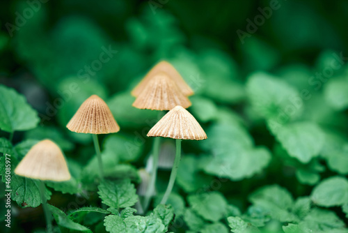 A group of inedible mushrooms among the green leaves and tree stump. Magic mushrooms - psilocybe, natural color.
