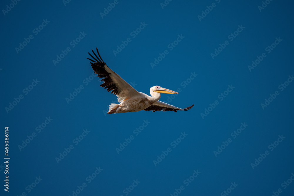 Obraz premium White Pelican flying in the blue sky on an early autumn morning near Dor Beach, Israel.