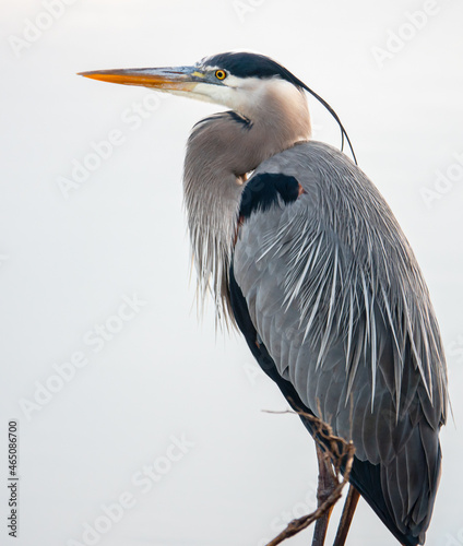 Fotografia great blue heron