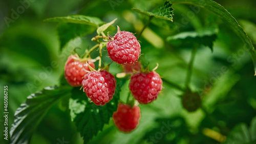 Branch of ripe raspberries in garden. Red sweet berries growing on raspberry bush in fruit garden.