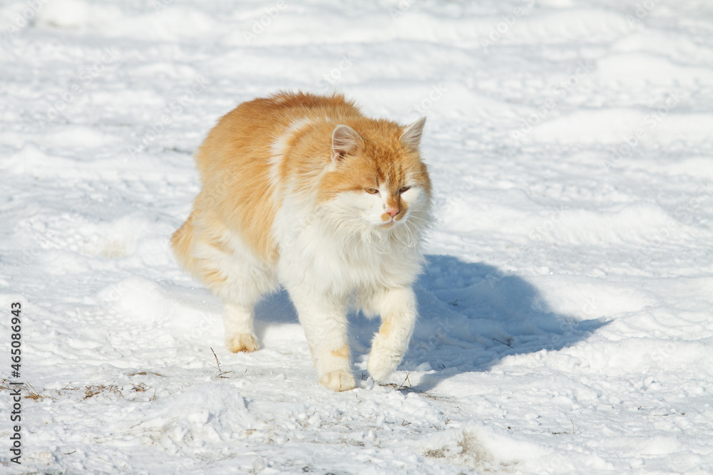 A big red and white cat in the snow on a sunny, frosty day. Cat walking on a snow-covered road in winter