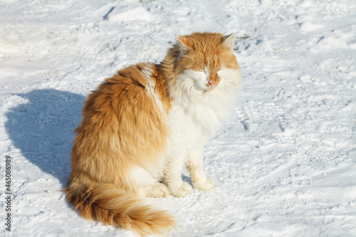 A big red and white cat in the snow on a sunny, frosty day. Cat walking on a snow-covered road in winter © MaksimM