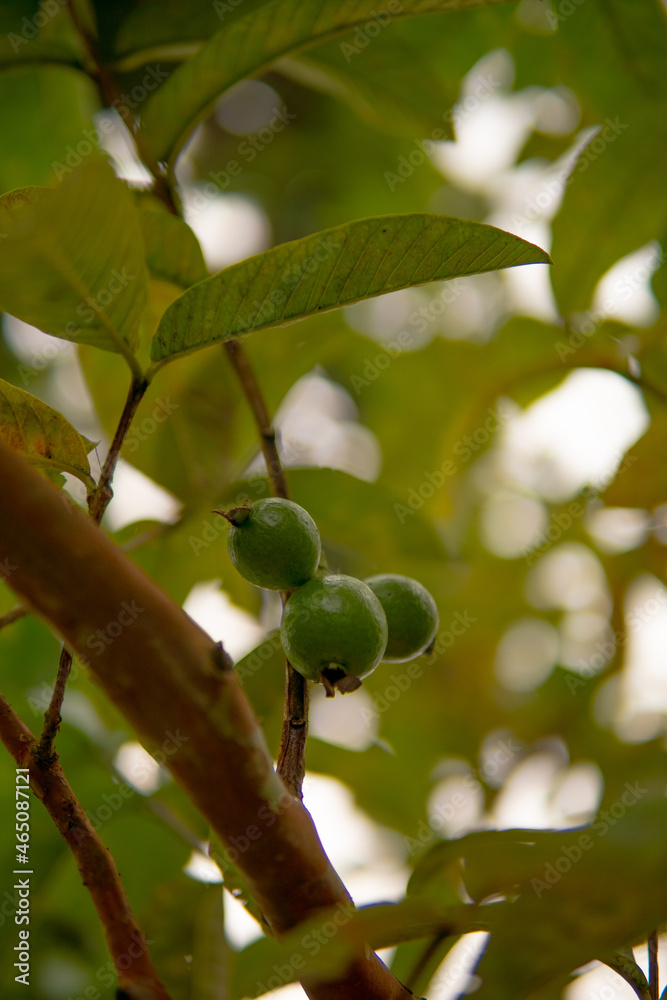 Guava plant Guava plant