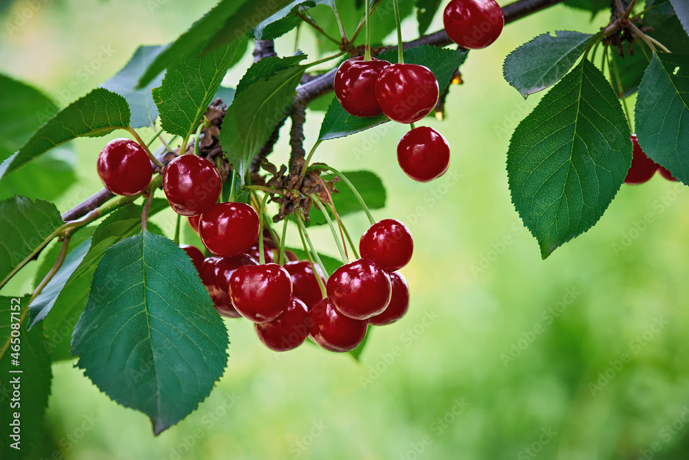 Ripe red cherry berries and green foliage on tree branches, in sunlight, close-up photography Ripe red cherry berries and green foliage on tree branches, in sunlight, close-up photography