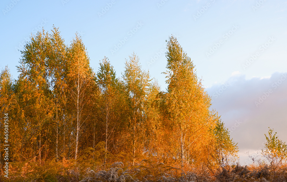 Autumn photo in gold tones. Yellow foliage on trees in the rays of the setting sun. Autumn background.