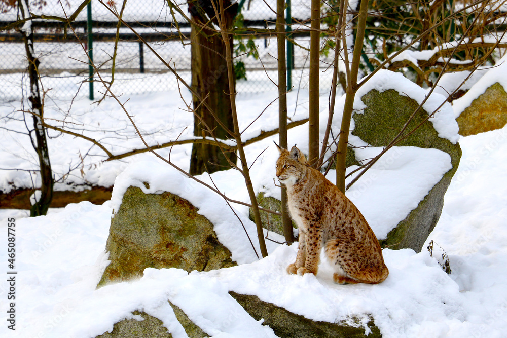 Obraz premium In the snow in winter sits a lynx in the forest.