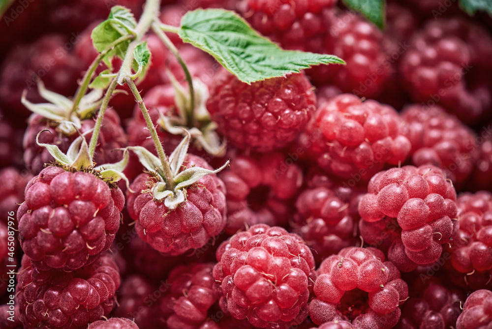 Background of ripe red raspberries with a branch and green leaves on top. Close up, top view. Harvest concept. Background of ripe red raspberries with a branch and green leaves on top. Close up, top view. Harvest concept.