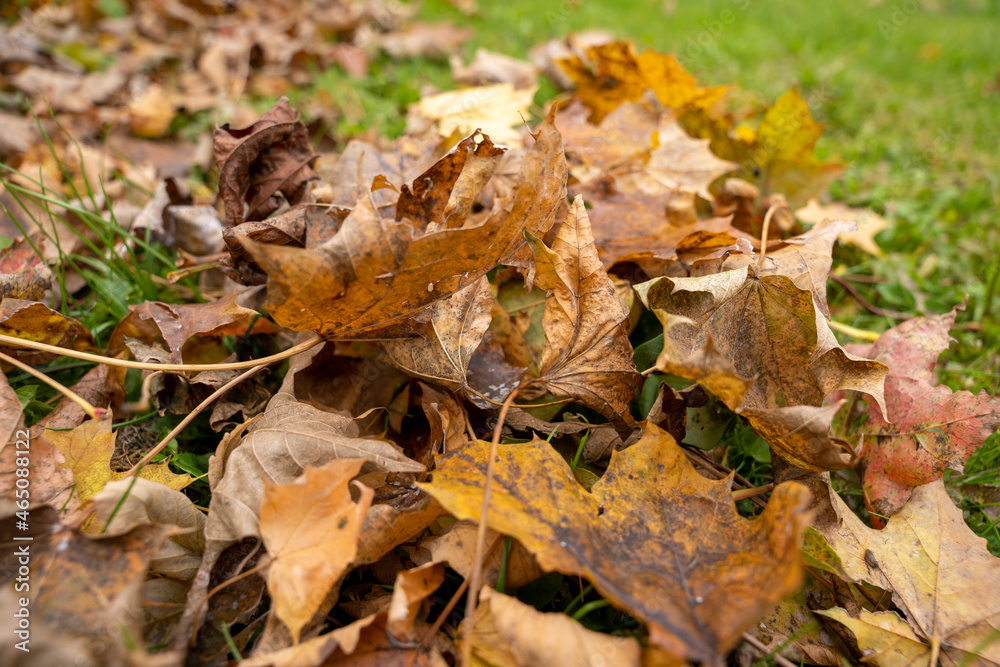 Fall Fall