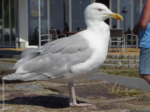 Watchfull gull in a harbor