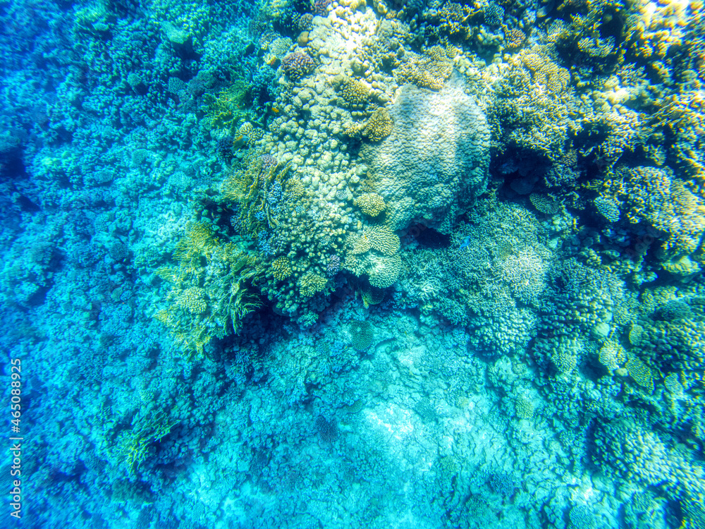 Great coral reefs at Red Sea during sunny summer day. Great coral reefs at Red Sea during sunny summer day.