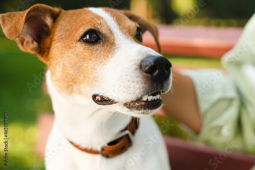 Close up shot of young small little dog playing with owner, looking at woman. Jack russell terrier, pet care concept. Adoption. Good boy! © InsideCreativeHouse