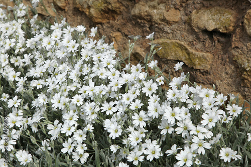 Cerastium tomentosum photo