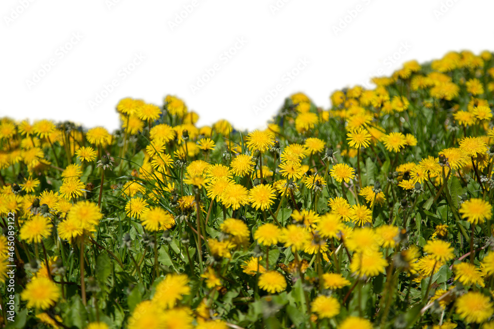 Obraz premium Grass and yellow spring flowers isolated on white