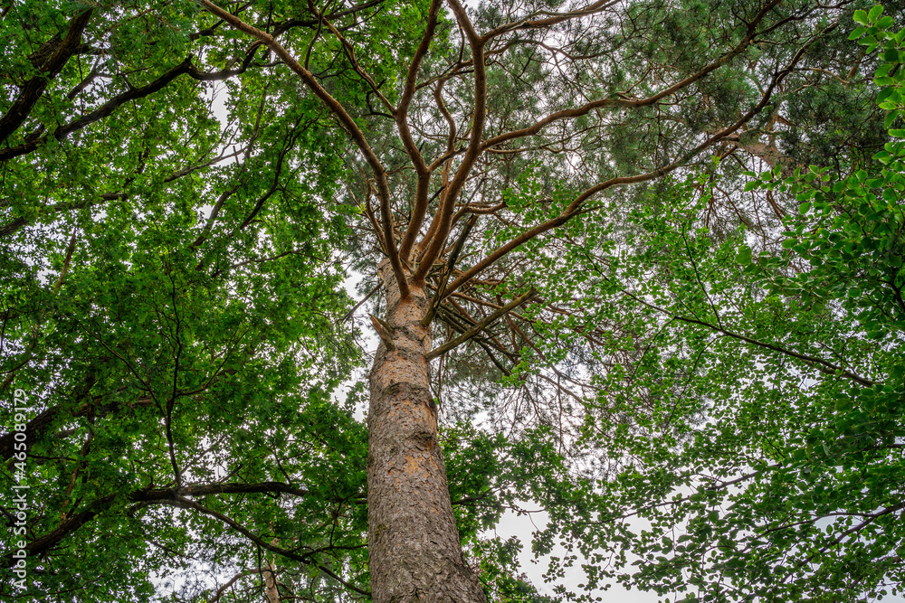 View of the top of a tree with brown branches and green leaves and white cloudy sky in the background View of the top of a tree with brown branches and green leaves and white cloudy sky in the background
