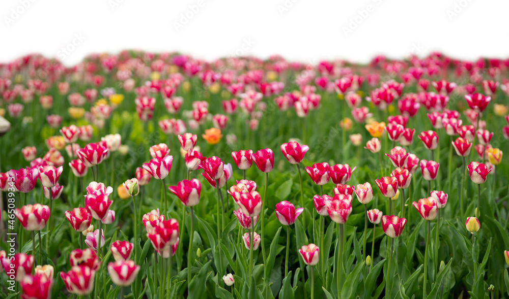 Grass and red spring flowers isolated on white