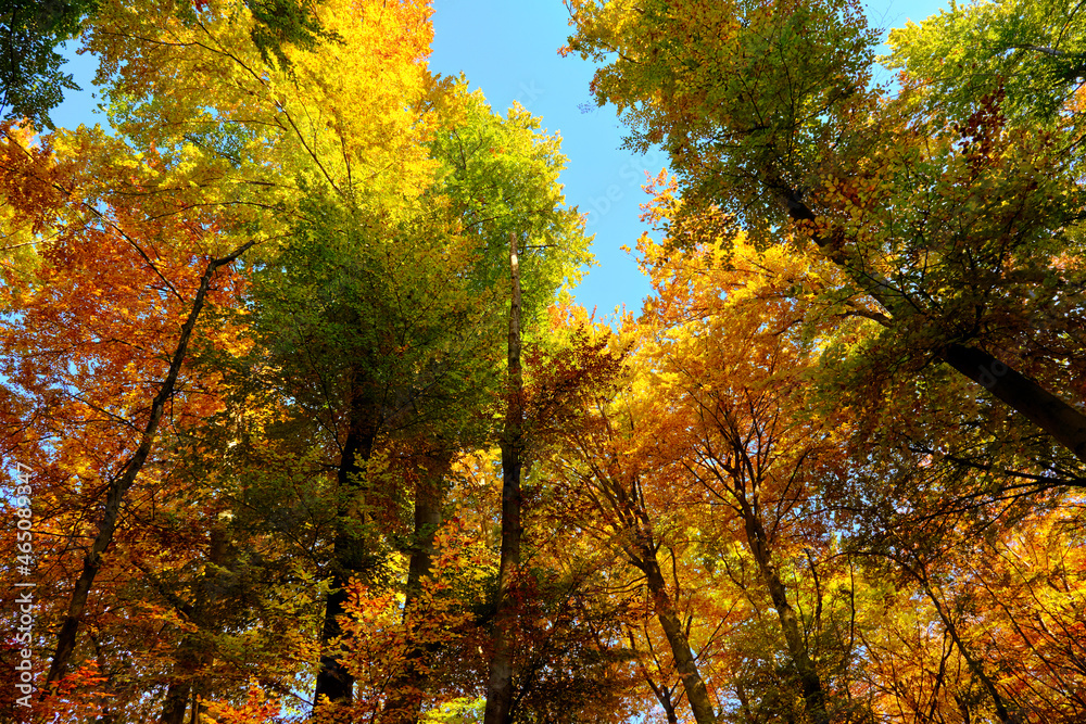 Autumn forest trees in vivid red, yellow, green colors with clear blue sky