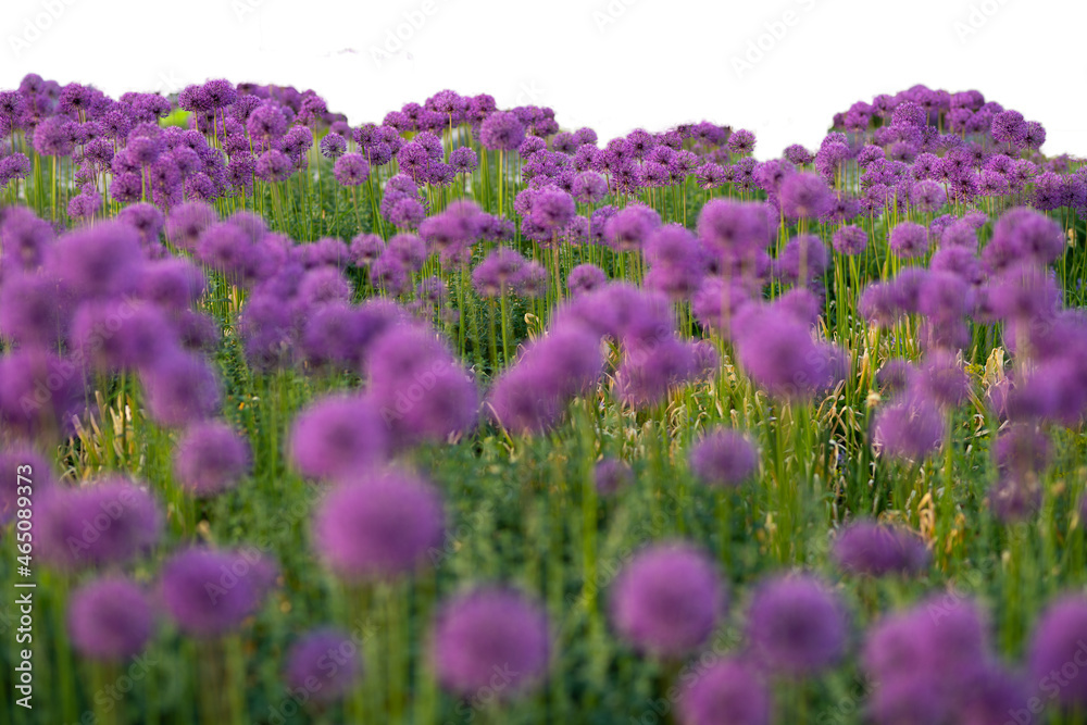 Obraz premium Grass and purple spring flowers isolated on white