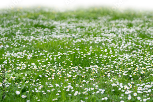 Grass and spring flowers isolated on white