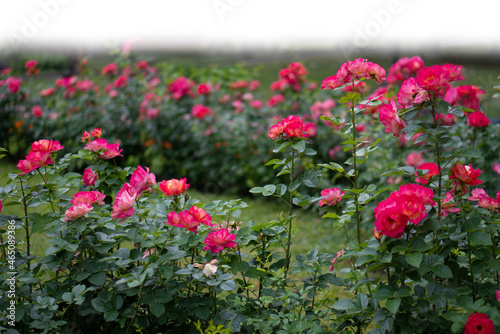 Wallpaper Mural Grass and red spring flowers isolated on white Torontodigital.ca