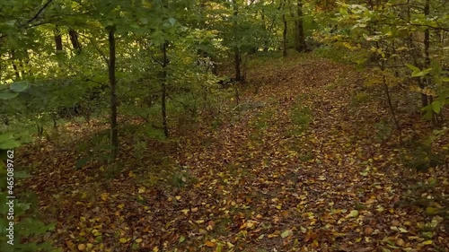 Hand held camera moves through a deciduous forest in autumn. Slow motion shows how branches move from wind. photo