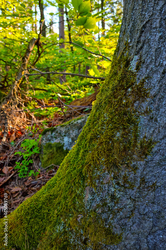 On the trunk of a tree grows green moss in the forest. photo