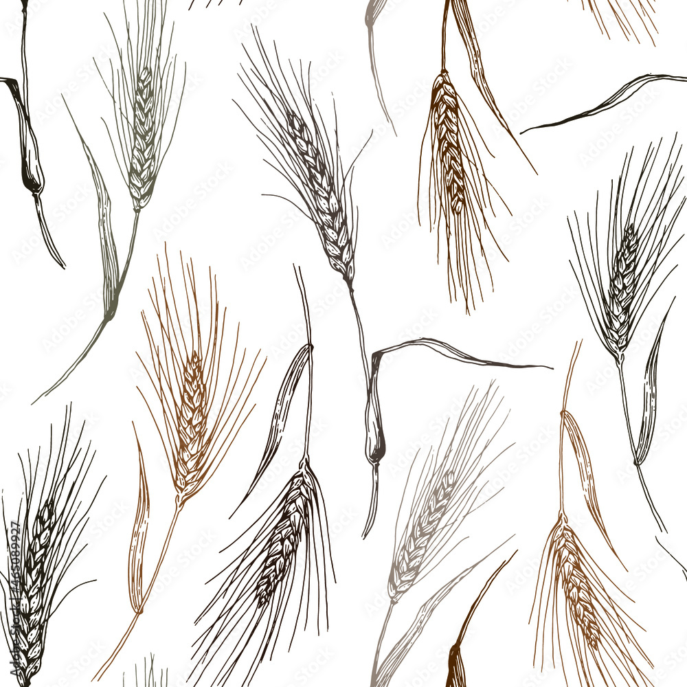 Vector seamless pattern with hand drawn wheat. Perfect for design in vintage style.