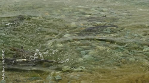 Spawning chum salmon (Oncorhynchus keta) in Chehalis River, Fraser Valley, British Columbia, Canada photo