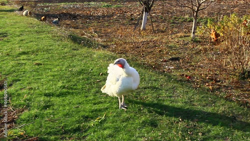 White turkeys graze on green grass White turkeys graze on green grass
