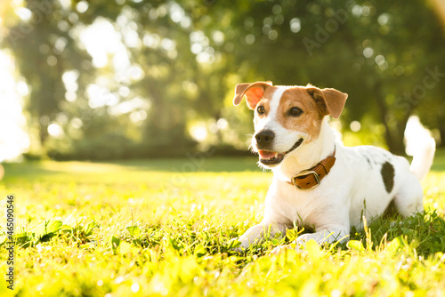 Little cute small dog jack russell terrier lying relaxing playing walking running outdoors on green park lawn grass. Pet care adoption concept