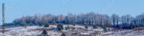 Winter landscape with snow-covered spruces in the winter forest in sunny weather, panorama