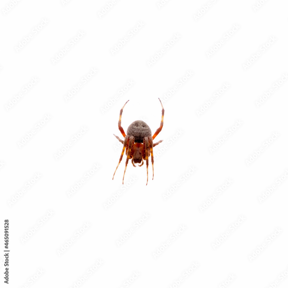 large spider isolated on white background large spider isolated on white background