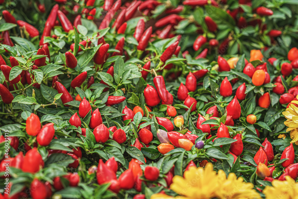 Chili Peppers Plants with red pepper fruits. Colorful species of the plant genus Capsicum peppers