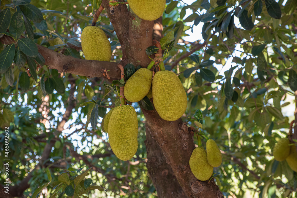 Jackfruit, jackfruit loaded with beautiful jackfruit with incredible texture in Brazil, selective focus. Jackfruit, jackfruit loaded with beautiful jackfruit with incredible texture in Brazil, selective focus.