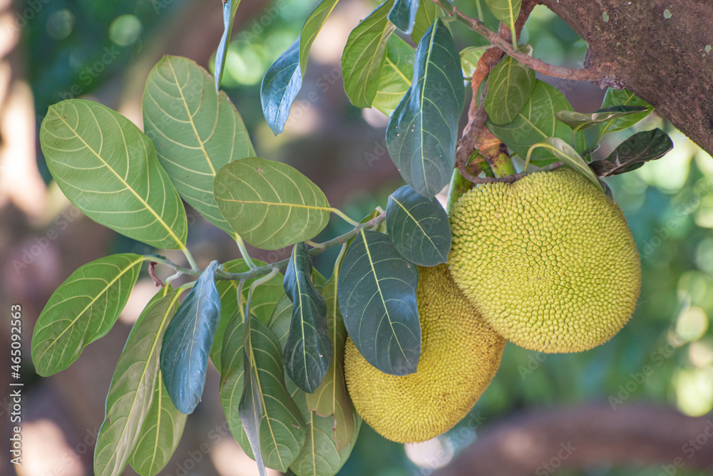 Jackfruit, jackfruit loaded with beautiful jackfruit with incredible texture in Brazil, selective focus. Jackfruit, jackfruit loaded with beautiful jackfruit with incredible texture in Brazil, selective focus.