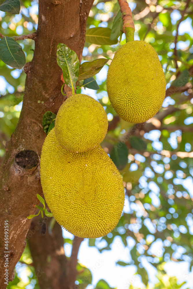 Jackfruit, jackfruit loaded with beautiful jackfruit with incredible texture in Brazil, selective focus. Jackfruit, jackfruit loaded with beautiful jackfruit with incredible texture in Brazil, selective focus.