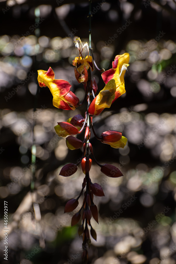 Thunbergia mysorensis, a beautiful flower that grows hanging from a pergola, selective focus. Thunbergia mysorensis, a beautiful flower that grows hanging from a pergola, selective focus.