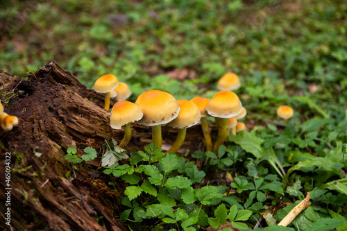 Wild mushrooms in the woods