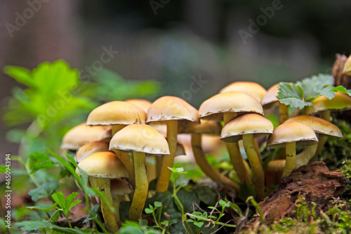 Wild mushrooms in the woods © vargabandi