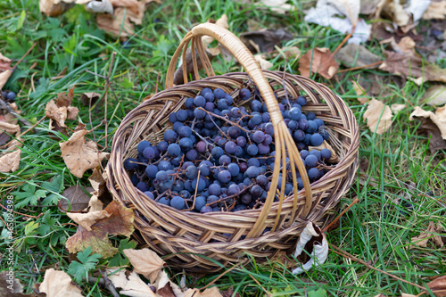 The basket is filled with ripe grapes. Against the background of green grass and yellow leaves.