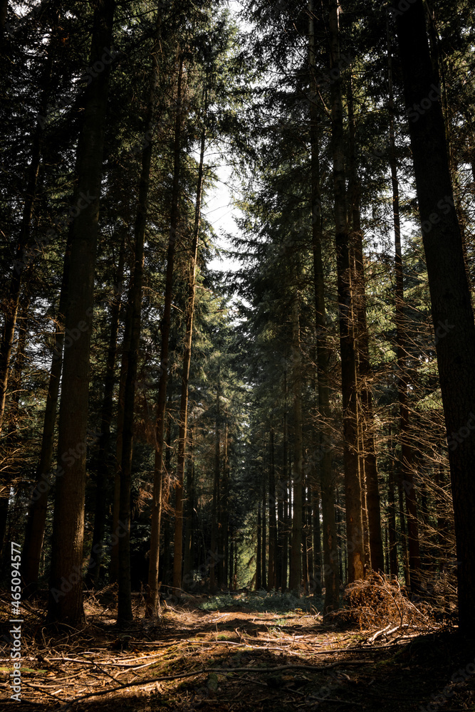 Vertical wide angle pine tree forest with sun comming through the greenery, very tall and old trees in moody woodland, british forestry uk.