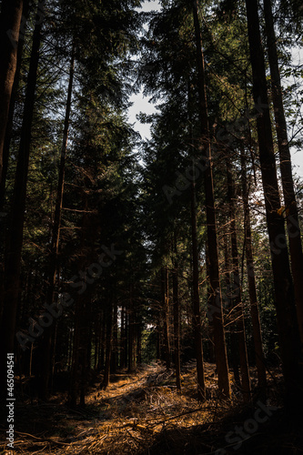 Vertical wide angle pine tree forest with sun comming through the greenery  very tall and old trees in moody woodland  british forestry uk.